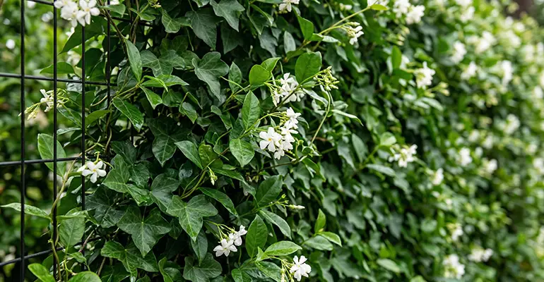 Wire Fence with Climbing Plants
